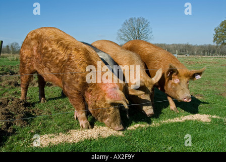 Stock photo de trois porcs Tamworth se nourrissant de maïs La photo a été prise dans la région de France Banque D'Images