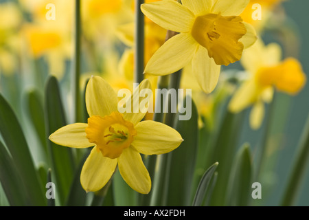 Les jonquilles en pleine floraison. Banque D'Images