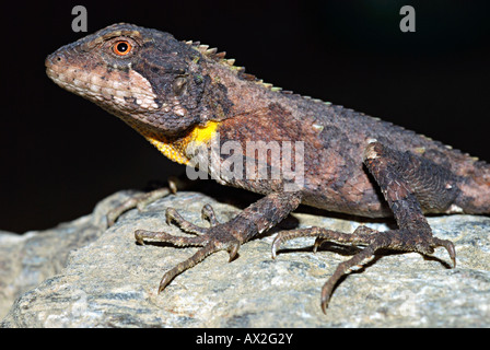 ABOR HILLS ou AGAMA Annandale's dragon. Trapelus agilis. Un très rare dragon redécouvert après 125 ans en 2006, dans le nord-est. Banque D'Images