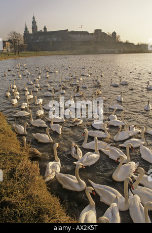 Cygnes sur la rivière Vistule ci-dessous le château de Wawel, Cracovie, Pologne. Les tours de la cathédrale de Wawel ore à gauche. Vu de l'hiver en Czerwienski Bulwar Banque D'Images