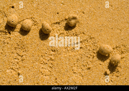 Boules de sable laissé par le crabe fantôme (Ocypode gaudichaudii Galapagos, Equateur) plage de Amérique du Sud Banque D'Images