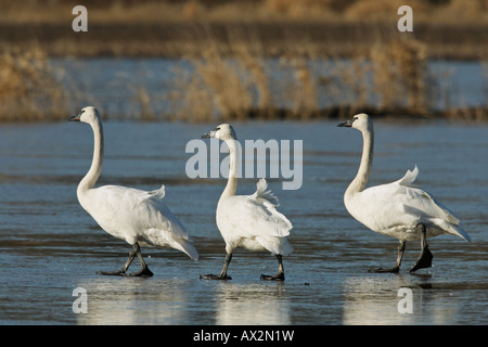 Les cygnes trompettes sur marais étang gelé en hiver Victoria British Columbia Canada migration Banque D'Images