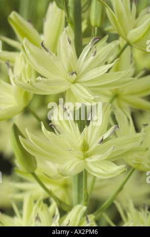 Camassia leichtlinii 'emiplena» (quamash) Close up of semi-doubles, blanc crème en grappes de fleurs. Banque D'Images