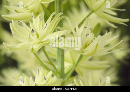 Camassia leichtlinii 'emiplena» (quamash) Close up of semi-doubles, blanc crème en grappes de fleurs. Banque D'Images