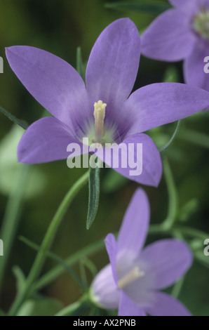 Campanule lusitanica ssp lusitanica (campanule) près de petites fleurs bleues. Banque D'Images