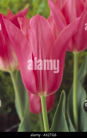 Tulipa 'Mariette' Division 6 Lily fleur tulipe de groupe. Close up of pink flower. Banque D'Images