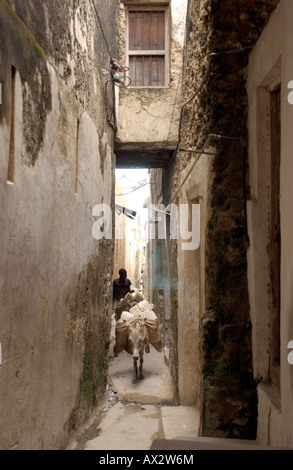 Lamu Banque D'Images