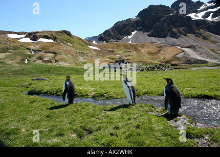 King Penguins walking on Grassy Plain Banque D'Images