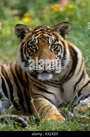Jeune tigre indien (Panthera tigris tigris) captif, parc animalier de Port Lympne, Kent, Royaume-Uni. Banque D'Images