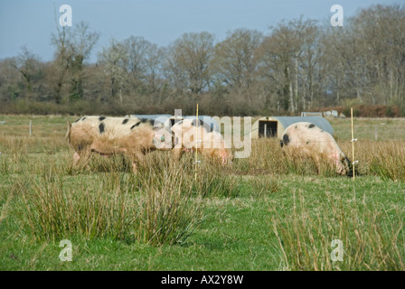 Stock photo de Gloucester Place trois vieux cochons au pâturage dans leur domaine La photo a été prise dans la région du Limousin France Banque D'Images