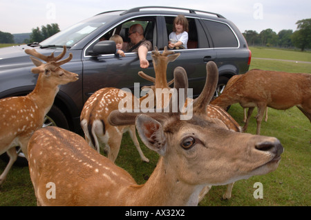 Une famille NOURRIR LES DAIMS À Longleat Safari Park près de Salisbury Wiltshire Banque D'Images