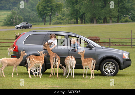 Une famille NOURRIR LES DAIMS À Longleat Safari Park près de Salisbury Wiltshire Banque D'Images