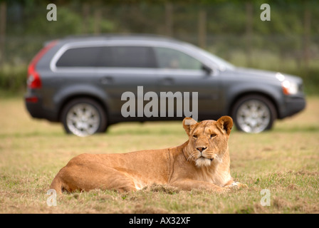 Une famille regarder une lionne À PARTIR DE LEUR VOITURE À Longleat Safari Park près de Salisbury Wiltshire Banque D'Images