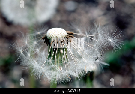 [Pissenlit Taraxacum offinale] TÊTE DE SEMENCES Banque D'Images