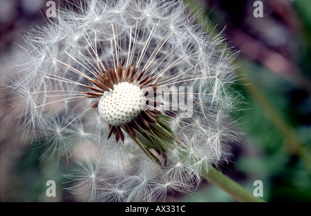 [Pissenlit Taraxacum offinale] TÊTE DE SEMENCES Banque D'Images