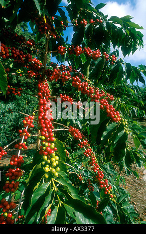 Caféier Coffea Arabica Cherry Red Fruits Plantation Grande Île d'Hawaï Banque D'Images