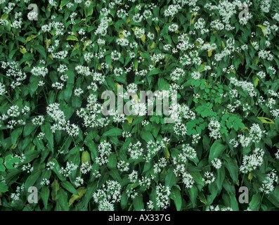 Ail des ours Allium ursinum blooming sur sol Suisse Zoug Banque D'Images