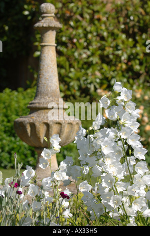 CAMPANULA BLANC PAR UN DES PILIERS DE PIERRE DANS LE JARDIN DE MANOR FARM PAR SOMERSET GARDEN DESIGNER SIMON JOHNSON UK Banque D'Images