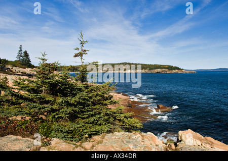 Pins poussant sur des rochers du littoral près de Thunder Hole Acadia National Park Maine Banque D'Images