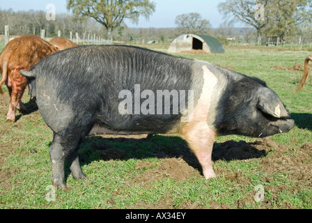 Stock photo d'une alimentation de porcs Saddleback dans le domaine de la photo a été prise dans la région de France Banque D'Images