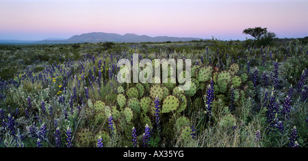 En Fleur du désert avec Bluebonnet Big Bend et de de barbarie Big Bend National Park Utah USA Banque D'Images