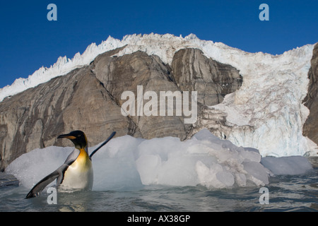 L'antarctique South Georgia Island UK Manchot royal Aptenodytes patagonicus glisse de la fonte du glacier iceberg vêlé Banque D'Images