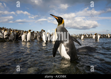 L'île de Géorgie du Sud Antarctique Le Manchot royal Aptenodytes patagonicus britannique dans une piscine peu profonde le long du port de l'or Banque D'Images