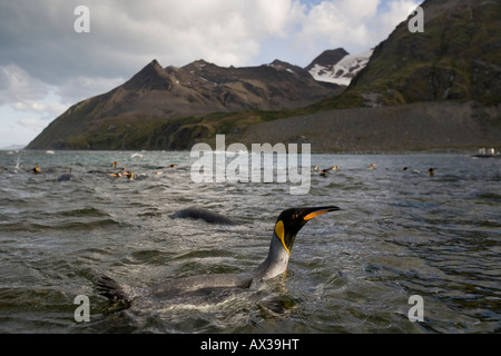 L'île de Géorgie du Sud Antarctique Le Manchot royal Aptenodytes patagonicus britannique dans une piscine peu profonde le long de Port Doré Banque D'Images