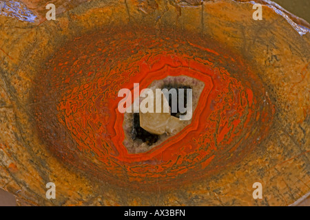 Agatized os de dinosaure Allosaur cross section montre la moelle épinière de fémur Amethyst Crystal Jurassique centres Utah Banque D'Images