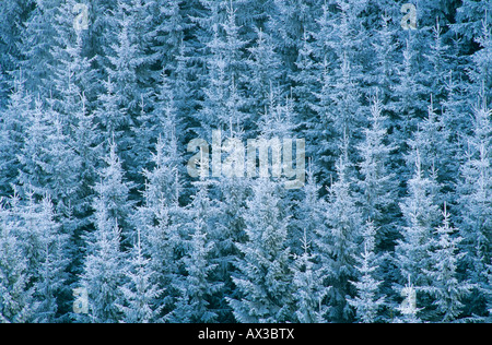 L'épicéa commun Picea abies avec frost Oberaegeri Suisse Banque D'Images