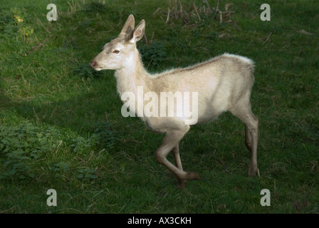 Une biche à Red Deer de Fletchers Auchtermuchty a Reediehill Farm dans le Fife, en Ecosse, où les cerfs sont soulevées pour la venaison. libre allaient Banque D'Images