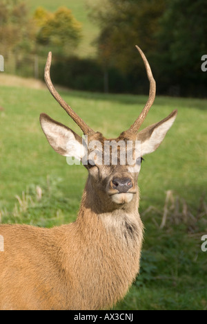 Red Deer Stag at de l'Reediehill Fletchers Auchtermuchty ferme dans le Fife, en Ecosse, où les cerfs sont soulevées variaient de venaison. pour Banque D'Images