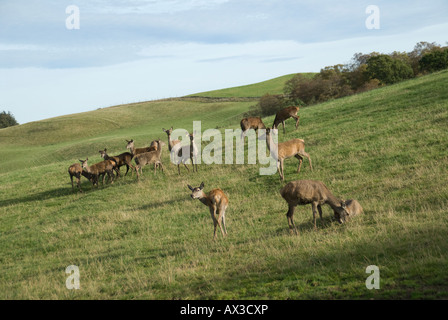 Red Deer à Fletchers de l'Reediehill Auchtermuchty ferme à Fife, en Ecosse, où les cerfs sont soulevées pour la vente libre allaient de la venaison. Banque D'Images