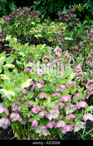 HELLEBORUS X HYBRIDUS ANAH HYBRIDES DE JARDIN Banque D'Images