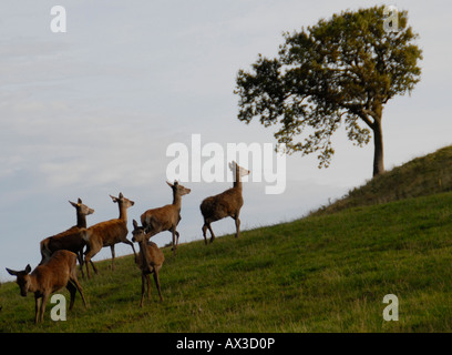 Red Deer à Fletchers de l'Reediehill Auchtermuchty ferme à Fife, en Ecosse, où les cerfs sont soulevées pour la vente libre allaient de la venaison. Banque D'Images