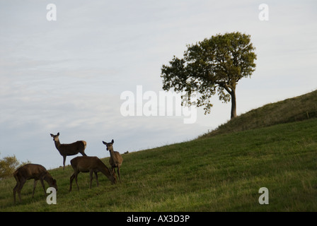 Red Deer à Fletchers de l'Reediehill Auchtermuchty ferme à Fife, en Ecosse, où les cerfs sont soulevées pour la vente libre allaient de la venaison. Banque D'Images