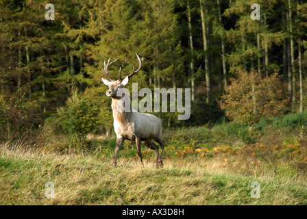 Red Deer Stag at de l'Reediehill Fletchers Auchtermuchty ferme dans le Fife, en Ecosse, où les cerfs sont soulevées variaient de venaison. pour Banque D'Images