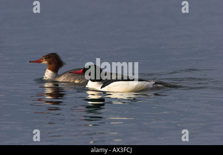 Le Grand Harle Mergus merganser mâle et femelle en refelection avec l'océan des deux dans l'eau à Deep Bay, île de Vancouver, BC Banque D'Images