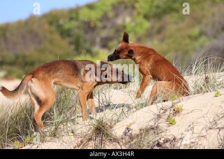 Dingo, canis lupus dingo, deux adultes de race pure jouer combats sur une dune de sable Banque D'Images