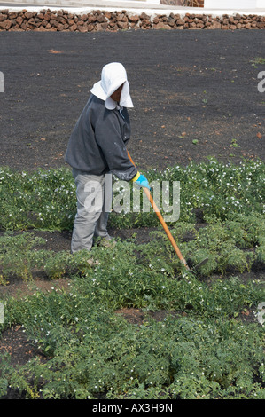 Femme portant un grand chapeau blanc qui tend de plus en plus de légumes dans les cendres volcaniques de Lanzarote dans les îles Canaries. Banque D'Images