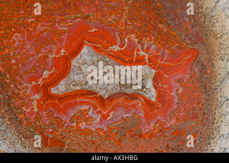 Agatized os de dinosaure - section Allosaur : affiche la moelle épinière de fémur - Amethyst Crystal centres - Late Jurassic - Utah Banque D'Images