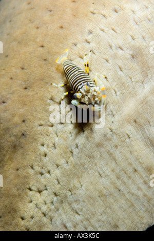 Crevette bourdon Gnathophyllum americanum sur son hôte le concombre de mer au Détroit de Lembeh Indonésie Banque D'Images