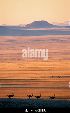 Autruches, avant le coucher du soleil, près de Klein-Aus Vista, Garub-Koichab zone de concessions, désert du Namib, Namibie Banque D'Images