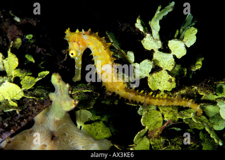 Hippocampes Hippocampus histrix épineux à Dauin beach Dumaguette Philippines Banque D'Images