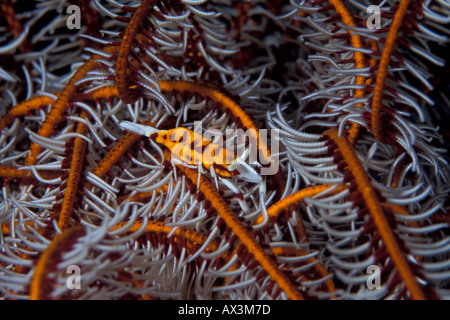 La crevette Periclimenes crinoïdes cornutus sur son hôte crinoïde Banque D'Images