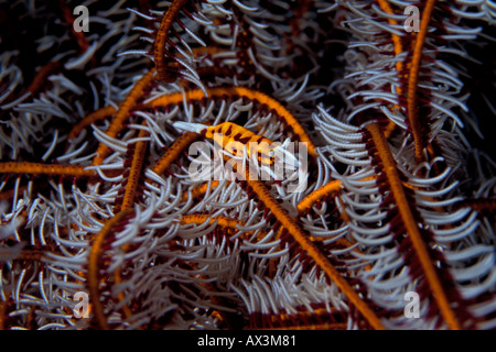 La crevette Periclimenes crinoïdes cornutus sur son hôte crinoïde Banque D'Images
