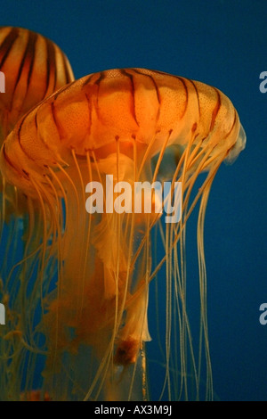 Ocean méduses dans un aquarium, Los Angeles en Californie Banque D'Images