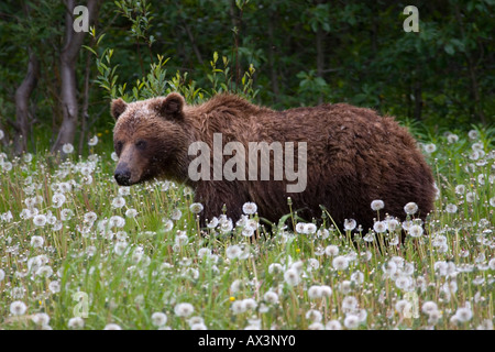 Brun d'Alaska Grizzly marche à travers champ de fleurs Banque D'Images