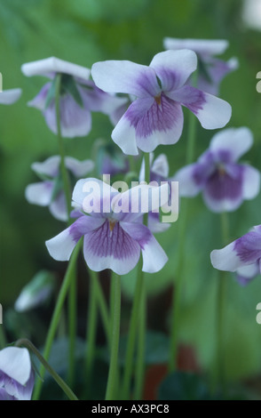 Viola hederacea. Violette à feuilles de lierre, d'Australie, des violet violet. Banque D'Images