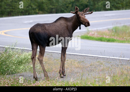 Jeune orignal mâle sur le point de traverser la route à Anchorage Alaska Banque D'Images